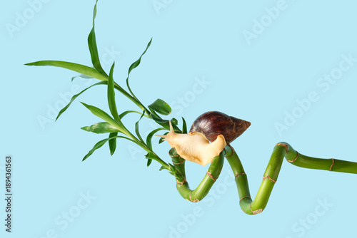 Giant Achatina snail on bam...
