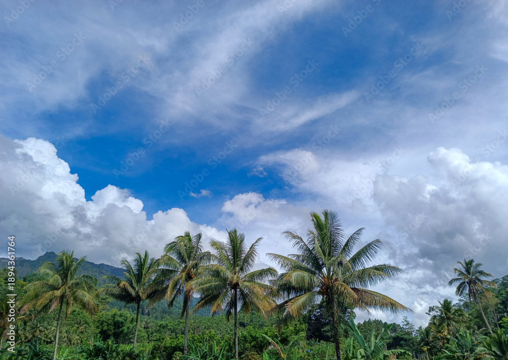 Obraz premium palm trees and blue sky
