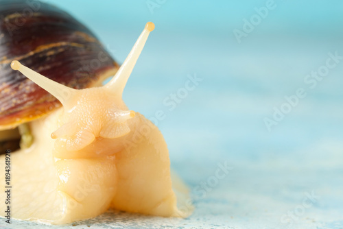 Giant Achatina snails on bl...