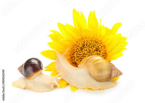 Giant Achatina snails with ...