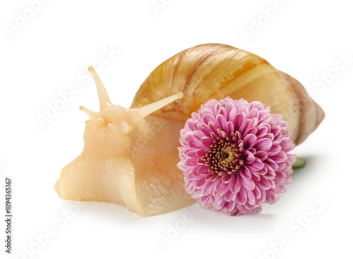 Giant Achatina snail with b...