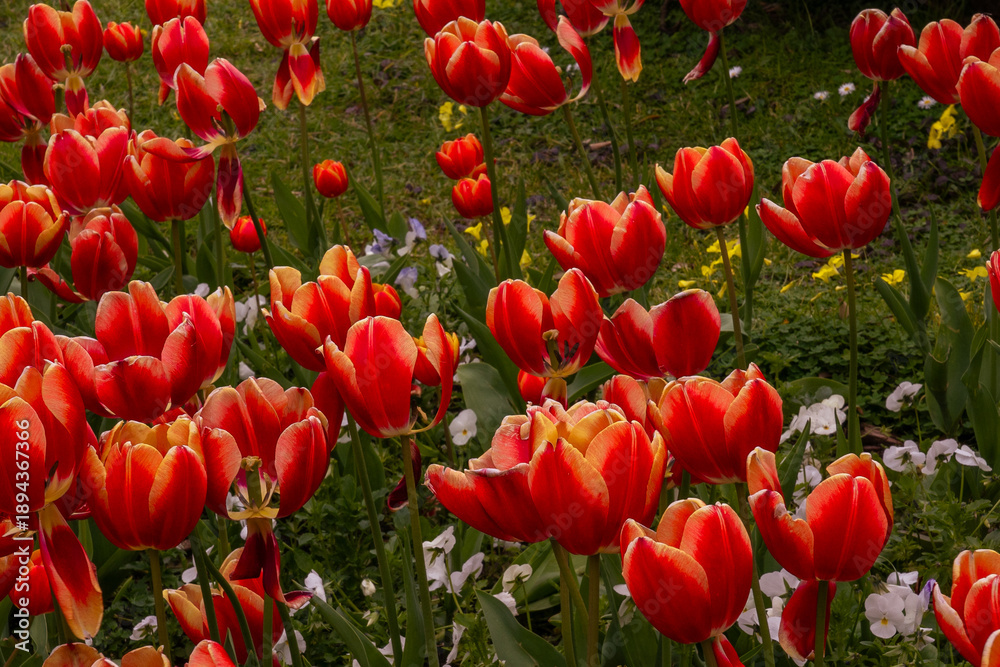 Fototapeta premium Close-up of bright red tulips in a garden.