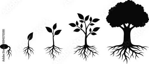 Vector illustration of plant growth stages from seed to mature tree with roots, black silhouette icons showing biological development, nature cycle and evolution,