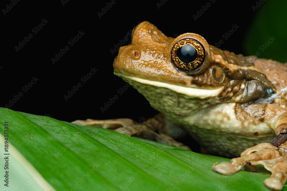 Obraz premium Cuban tree frog resting on green leaf macro