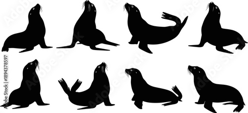 Seal and sea lion silhouette collection featuring multiple marine mammal poses isolated on white background black vector illustration coastal wildlife animal design