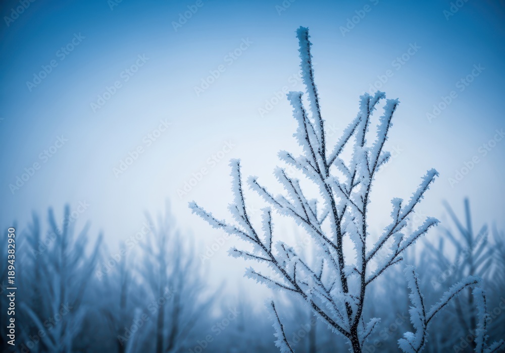 Obraz premium Delicate hoarfrost clings to dormant branches, transforming the quiet woodland into an icy, crystalline winter wonderland under a cold sky, landscape, sparkling, severe weather