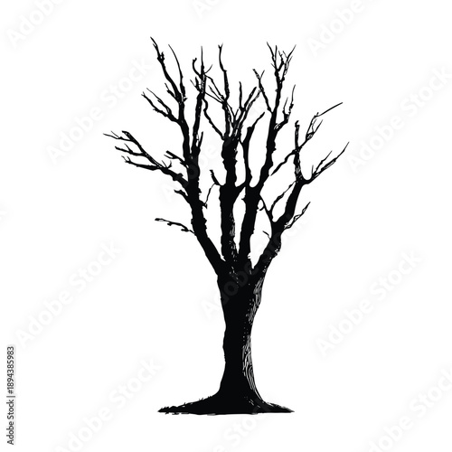 Valokuva Leafless tree silhouette with detailed branches