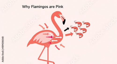 Flamingo eats shrimp turns pink from food rich nutrients causes color change