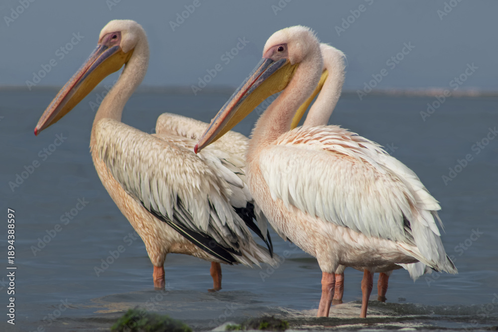 Obraz premium High-Quality Wildlife Image: African Pelican Flock Resting and Walking in Shallow Lagoon – Authentic Scene of Nature, Elegance, and Biodiversity