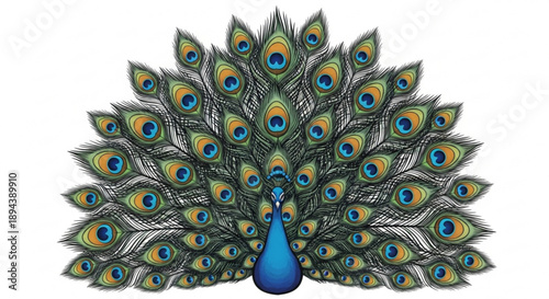 Vibrant peacock displaying colorful feathers blue neck and stunning eyespots on white background symbolizing beauty and pride