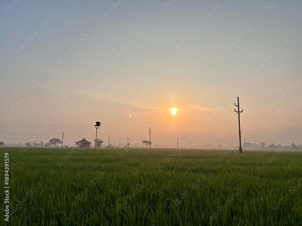 Obraz premium The moment of sunrise in the rice fields shrouded in mist with the silhouette of an electric pole