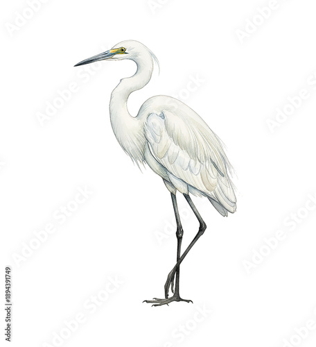 White Egret Standing Calmly and Gracefully Detailed Watercolor Illustration Side View
