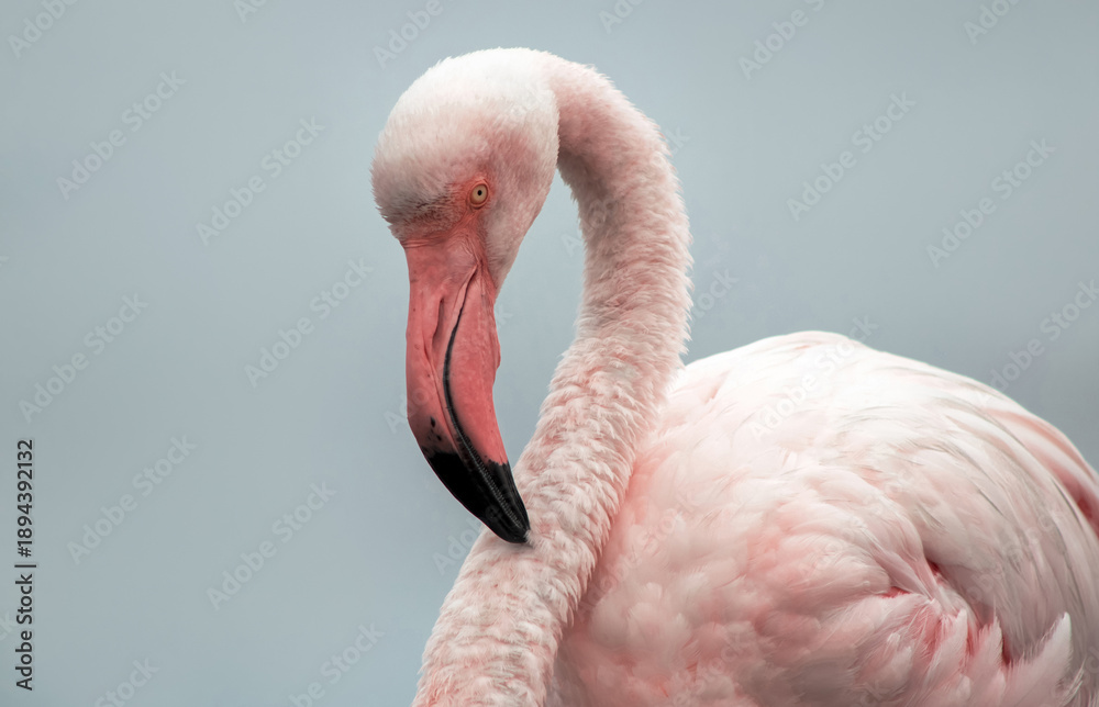 Fototapeta premium Detailed close-up of an African flamingo with bright plumage, curved beak, and elegant posture. Captured outdoors in soft light, showing the charm of exotic birdlife.