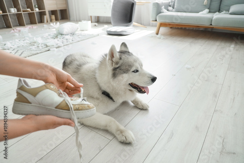 Woman scolding dog for chew...