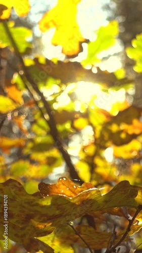 Beautiful autumn colorful leaves in a sunlight.