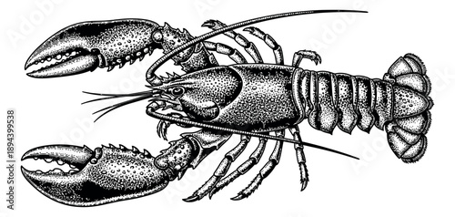 Hand drawn line art illustration of a lobster depicting its full body for seafood restaurant menus