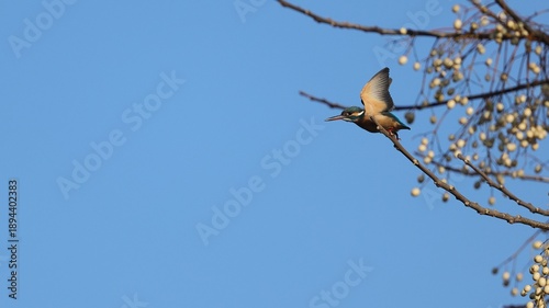 Kingfisher taking off from a Chinese tallow tree branch under the sky