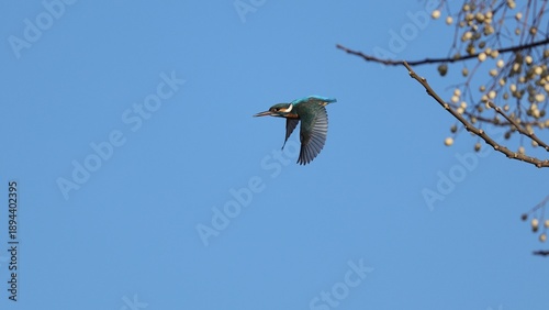 Kingfisher taking off from a Chinese tallow tree branch under the blue sky