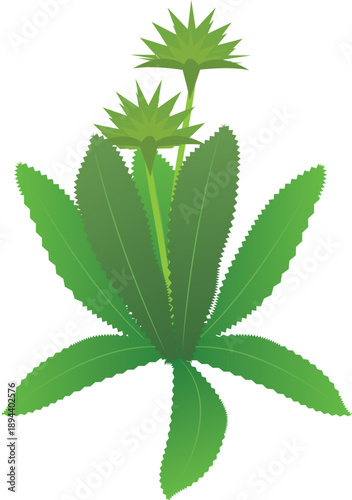 This clean and realistic herb vector is ideal for food design, packaging, recipes, and botanical-themed projects.