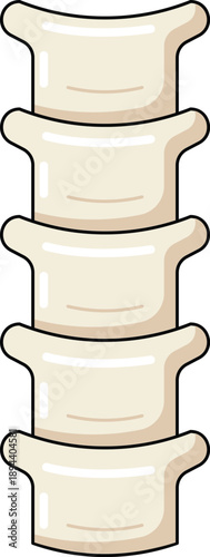 Human Spine and Vertebrae Anatomy Illustration
