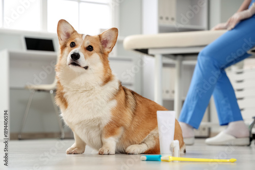 Cute Corgi dog with toothbr...