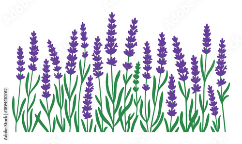 A colorful lavender flowers with fresh green stems hand-drawn style botanical illustration design element.