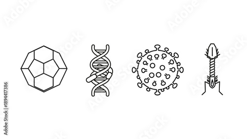 Virus Structures DNA Helix Shapes Microbiology.