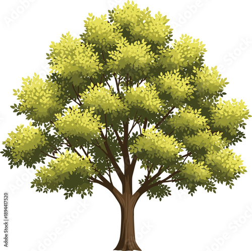 Realistic green tree isolated with lush foliage natural forest plant botanical landscape element for garden park vector illustration