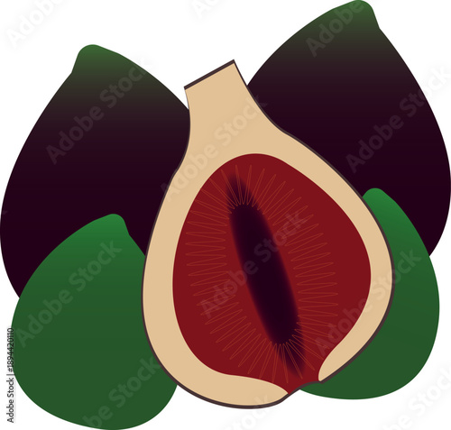 Detailed fig vector isolated on white background, suitable for packaging, advertising, menu design, and organic product branding.