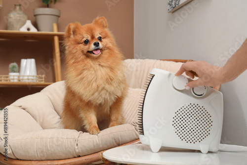 Cute Pomeranian dog in armc...