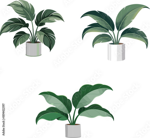Collection of three lush green houseplants with broad leaves in modern white ceramic pots for interior decor vector illustration set