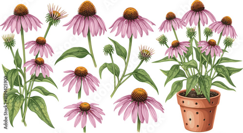 Botanical illustration of purple coneflowers and leaves with detailed floral anatomy and potted arrangement, ideal for gardening, herbal, and nature themes.