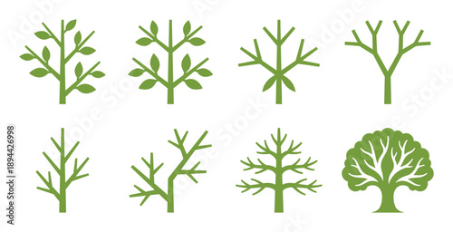 Tree branching patterns. Growth stage set. Green colored plant life cycle. Minimalist style drawing.