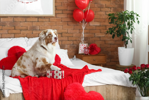 Cute Australian shepherd do...