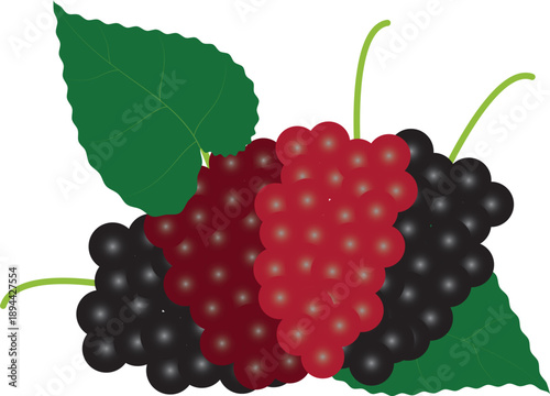 This mulberry vector is ideal for packaging, advertising, branding, and digital media related to healthy lifestyle and nutrition.