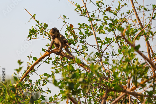 Фотография Tarangire National Park, Tanzania: Baby Baboon Climbing in a Tree