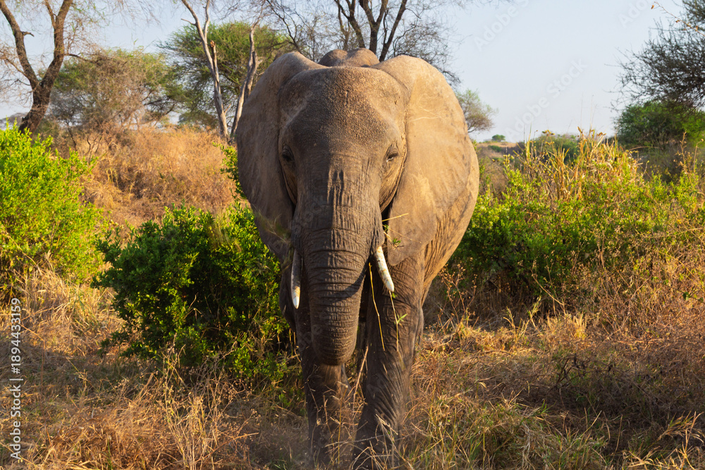 Fototapeta premium Tarangire National Park, Tanzania - September 29th, 2025: Majestic Elephant's Golden Hour Approach