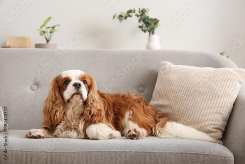 Konstfotografi Adorable cavalier King Charles spaniel lying on sofa at home
