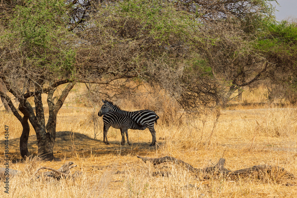 Naklejka premium Tarangire National Park, Tanzania - September 29th, 2025: Zebra Family Seeking Shade Under Acacia Tree in Dry Season Savanna