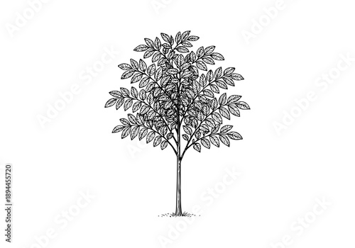 Indian Rosewood Hand Drawn Illustration Vector by AZ for Books, Arts, Design and Decoration Graphic Asset