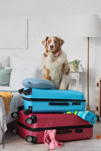 Cute Australian Shepherd do...