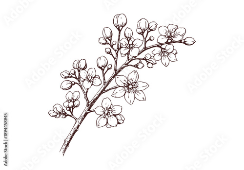 Mahogany Hand Drawn Illustration Vector by AZ for Books, Arts, Design and Decoration Graphic Asset