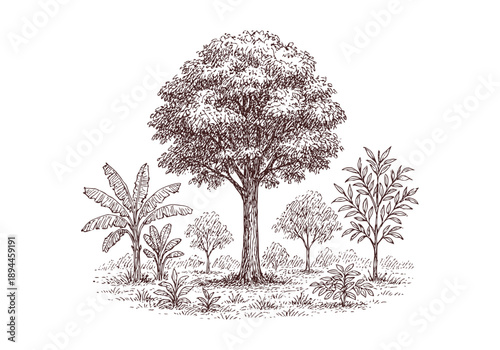 Mahogany Hand Drawn Illustration Vector by AZ for Books, Arts, Design and Decoration Graphic Asset