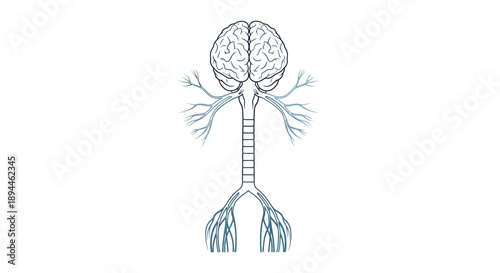 Detailed medical illustration of the human brain and lungs from a frontal viewpoint showing anatomical structures