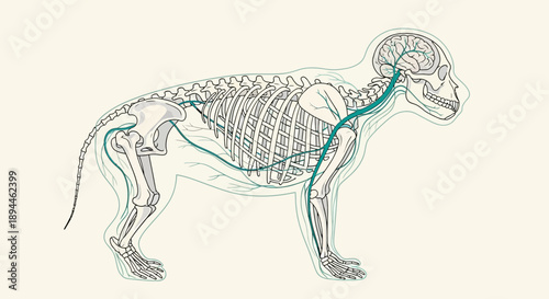 Detailed anatomical illustration of a ram's skeletal and nervous system from a side viewpoint