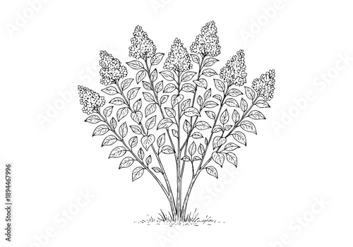 Mexican Lilac Hand Drawn Illustration Vector by AZ for Books, Arts, Design and Decoration Graphic Asset