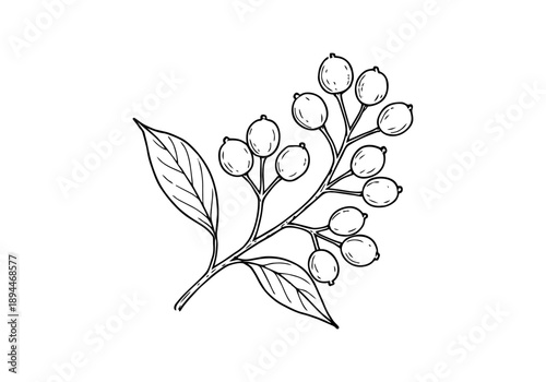 Mexican Lilac Hand Drawn Illustration Vector by AZ for Books, Arts, Design and Decoration Graphic Asset