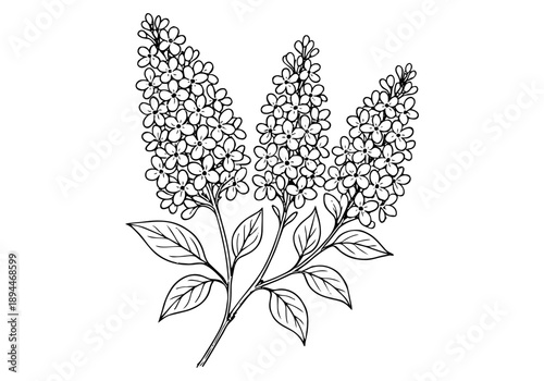 Mexican Lilac Hand Drawn Illustration Vector by AZ for Books, Arts, Design and Decoration Graphic Asset
