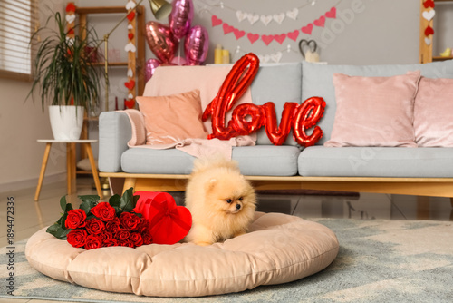 Cute Pomeranian dog with bo...