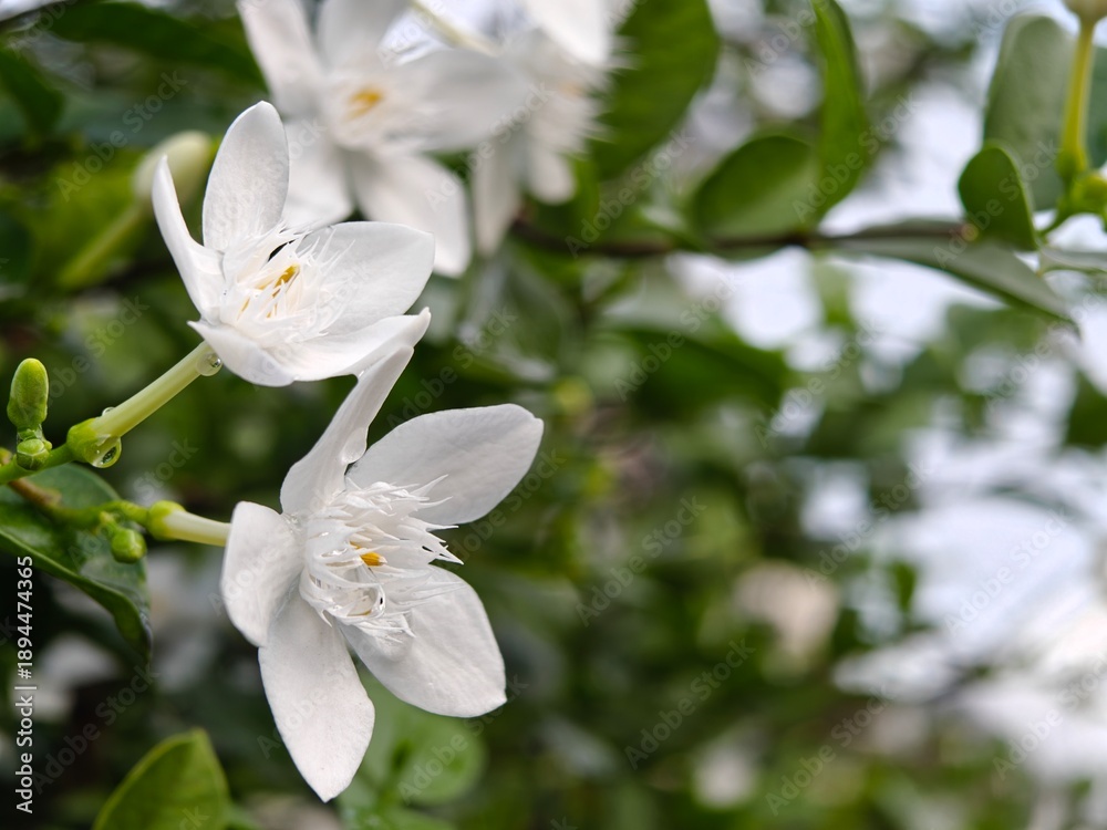 Fototapeta premium Close-up of two white crepe jasmine flowers with buds and green leaves covered in water droplets.